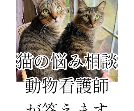 猫の飼い方相談に乗ります 動物看護師が丁寧にアドバイスします イメージ1