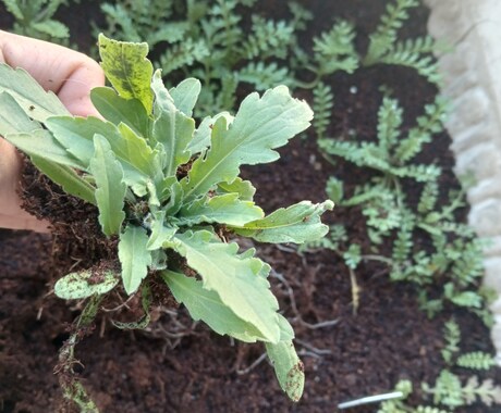 お好きな植物を育て＆弱った植物を再生します 先ずはチャットでご相談ください イメージ2