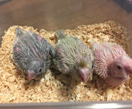 オカメインコの育て方についての相談にのります ヒナの育て方、繁殖のやり方、体重が増えない等の相談各種 イメージ2