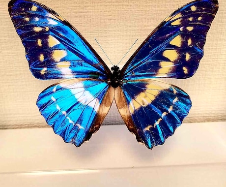 蝶の標本を素材写真としてご利用頂けます オリジナルロゴやデザインの一部に蝶の写真はいかがですか？ イメージ2
