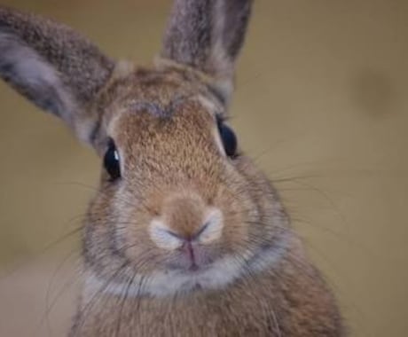 うさぎの飼い方・お世話の仕方を教えます 【選び方、飼い方、費用についてご興味のある方向け】 イメージ1