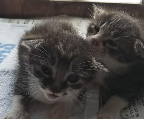つらい気持ち、悲しみから愚痴まで何でも聴きます 話してスッキリ、お悩みごとの改善に尽力します。お気軽にどうぞ イメージ1