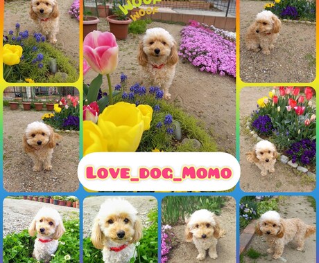 愛犬、愛猫の写真や動画を可愛く編集します 最高の思い出の一枚を残すために イメージ2
