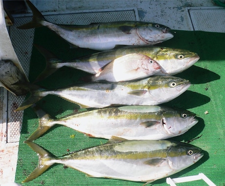 ワラサのコマセ釣りの必釣！爆釣！の仕掛け教えます 付けエサの次に大事なのはハリ、ハリス、ビシ、天秤です。 イメージ2