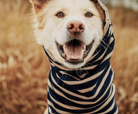 小動物飼養販売管理士合格のために必要なこと教えます 小動物飼養販売管理士　勉強会　☆テスト問題で攻略☆ イメージ1