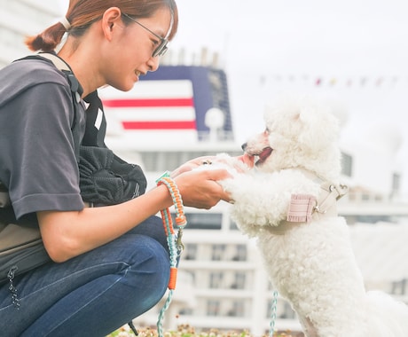 犬【SNS掲載OK】わんちゃんのお写真撮影します イメージ1