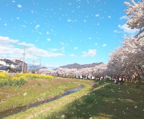 風景写真に桜吹雪を追加します 写真編集歴3年｜特別な1枚を作ります！ イメージ1