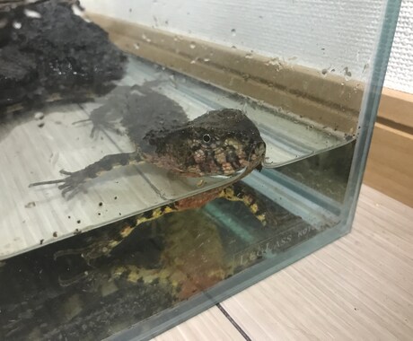 爬虫類、両生類の飼育方法を飼育員目線で教えます 生体が餌を食べない、大きくならないと感じたあなたへ！ イメージ2