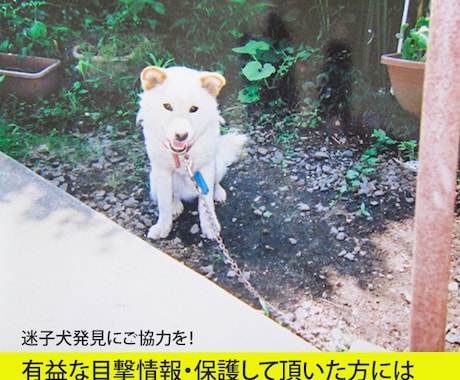 写真を使った迷子のペットポスターを作成します 「大切な家族を探すお手伝いを、心を込めてデザインします」 イメージ1