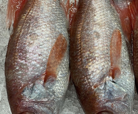 魚介類の目利き、美味しく調理するポイント教えます 魚屋で働き魚介専門店で働いた経験を基に的確なアドバイスを❗️ イメージ1