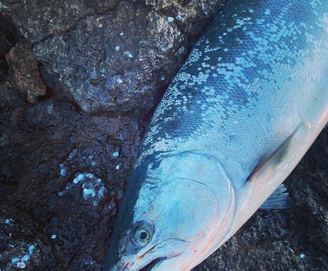 海サクラマスの釣り方教えます イメージ1