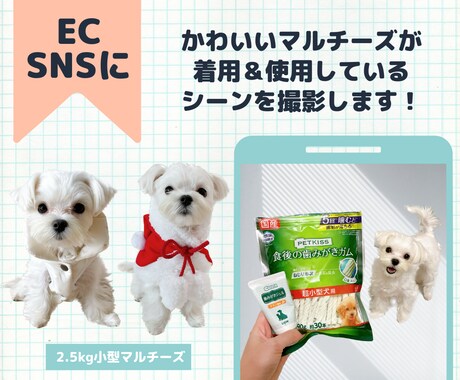 EC･SNSに！犬製品を着用撮影します 写真＆動画OK 可愛いマルチーズが着用＆使用します！ イメージ2