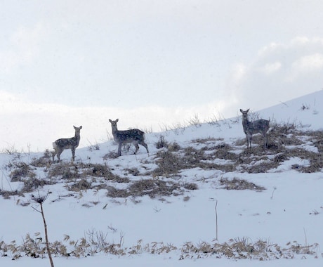 写真を自然で美しく仕上げます 風景・野生動物・フォトコン作品を丁寧に編集します イメージ1