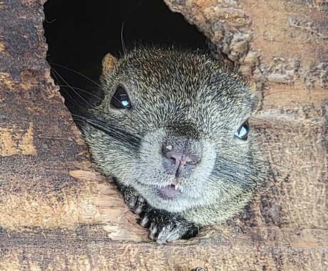 自然の風景と、たまに動物が紛れます 自然の癒し、掛け替えのない風景大地の雄大感。出会う動物たち イメージ1
