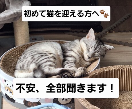 猫初心者目線の相談対応お受けします 初心者だから分かる不安に寄り添います イメージ1