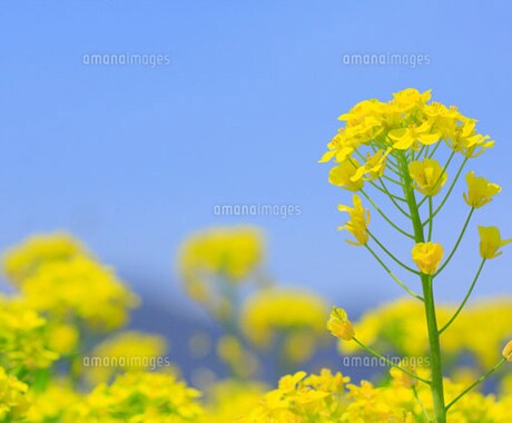 霊感とタロットで占います 霊感を元にタロットも使いながら、あらゆる相談に対応致します。 イメージ1