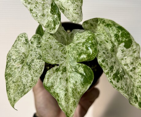 植物全般診断致します 植物の不調に直ぐにアプローチします！ イメージ2