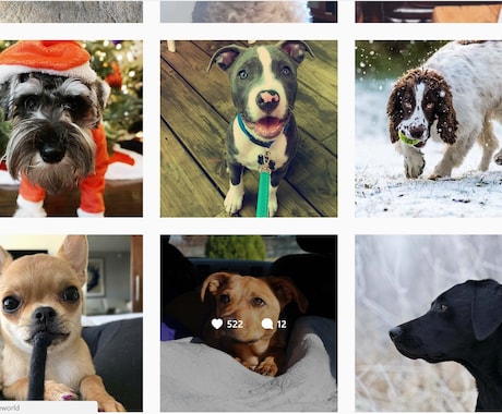 Instagramであなたの写真・動画を投稿します フォロワー30千人!犬がテーマのインスタグラムPRにオススメ イメージ1