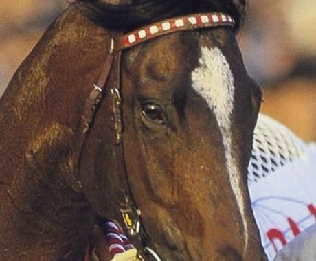 2024サマーセールの馬体診断をいたします あなたの夢の競走馬を見つけるお手伝いをいたします！ イメージ1