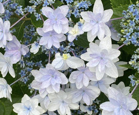 紫陽花の育て方でお悩みでしたら解決します 紫陽花、来年は今年以上に花を咲かせましょう。 イメージ2