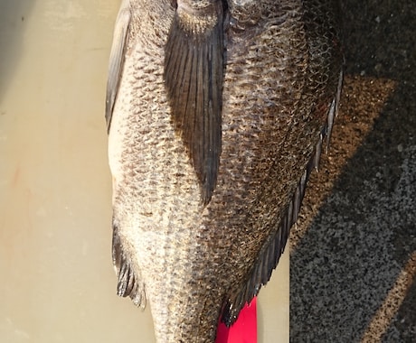 魚釣りを初めてみたいかた相談にのります 魚釣りやゴムボートフィッシング始めたいかた相談のります イメージ2