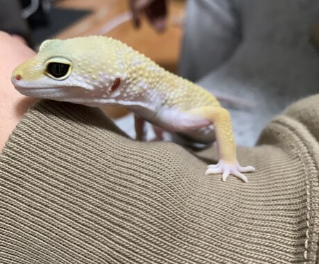 レオパードゲッコー飼育の悩み相談をできる限りします レオパードゲッコー飼育を考えてる方、飼育していて悩んでる方へ イメージ2
