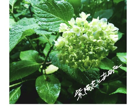 温かみのある手描き文字をお書きします あなたの作品に寄り添うような手書き文字をお書きいたします。 イメージ2