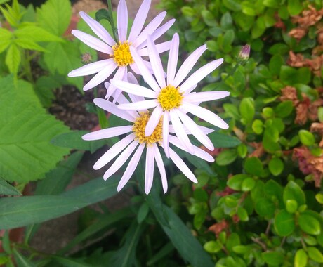 植物に関する相談を受けます 趣味の範囲で植物に関する事をアドバイスいたします。 イメージ1