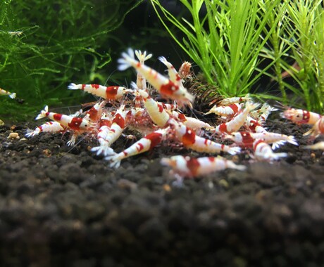 熱帯魚や海水魚の飼育相談など承ります 熱帯魚や海水魚を始めてお悩みの方 イメージ1