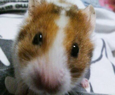ハムスターの飼育方法、病気など相談受け付けます イメージ2