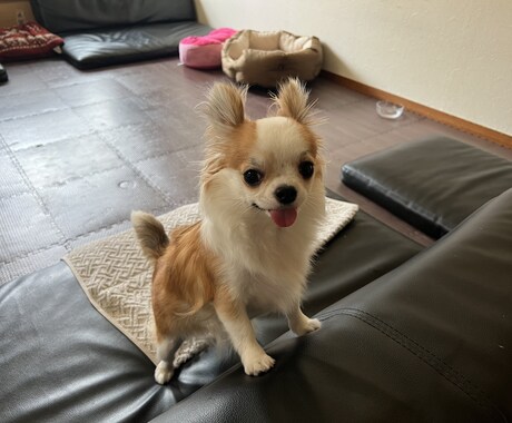 なんでも聞きますなんでも話します 日頃の鬱憤をアホな僕で晴らしてください꒰ঌ(っòᗜó*)❤︎ イメージ2