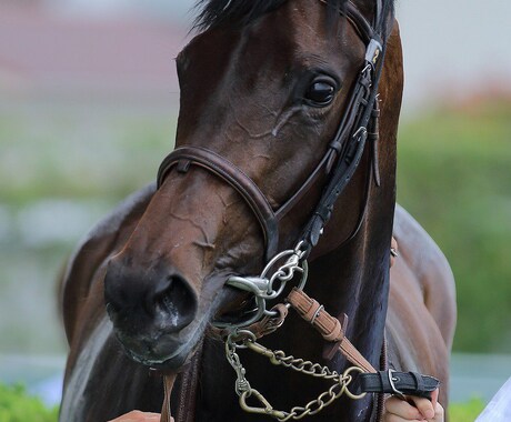 競馬の知識、オススメ馬、予想 教えます ★競馬はじめたいけど分からない方、馬券回収率を上げたい方★ イメージ1