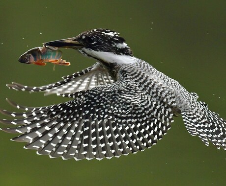 野鳥の写真を提供します イメージ1