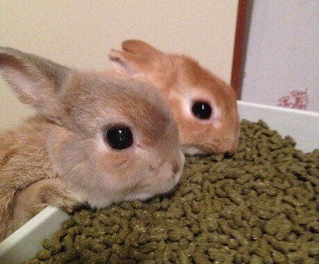 うさぎさんの飼い方アドバイスします イメージ1