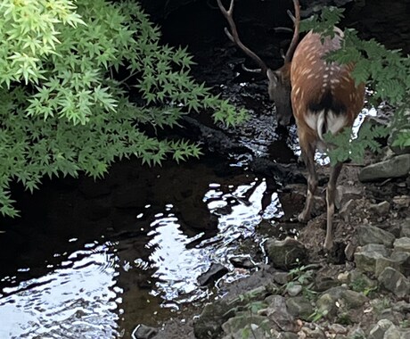 あなたの本当の気持ち見抜きます このままでいいのか？タロット、手相で占います イメージ1