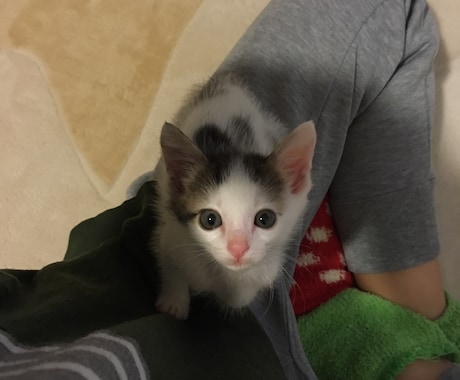 遠隔アニマルヒーリングさせていただきます 大事な家族（犬猫達他）の不調和をやわらげたいと思っている方 イメージ1