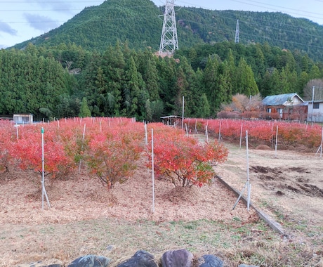 限界集落移住22年｜田舎暮らし相談ます 移住の不安・田舎生活の悩み、話してみませんか イメージ2