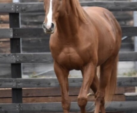 競馬予想あなたの代わりにします ご自分の予想があと少しで外れる方必見です。 イメージ1