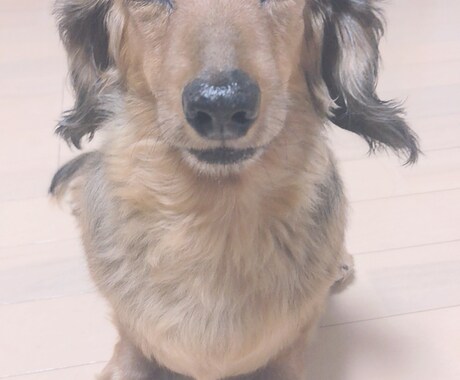 犬、猫ちゃんの気になること相談うけます 私は、現動物看護師です！犬、猫ちゃんの相談受け付けます！ イメージ1