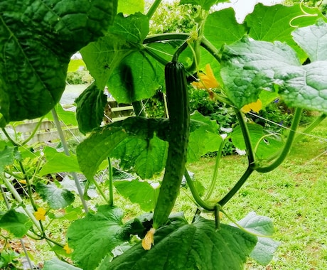 中・上級者向け！野菜づくりのコツお教えします 元農業学校講師があなたをサポート！！ イメージ1