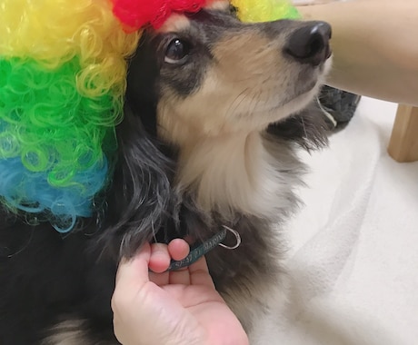 言葉にならない悲しみに、そっと寄り添います ありがとうと言えるまで愛犬を失った悲しみに寄り添います イメージ2