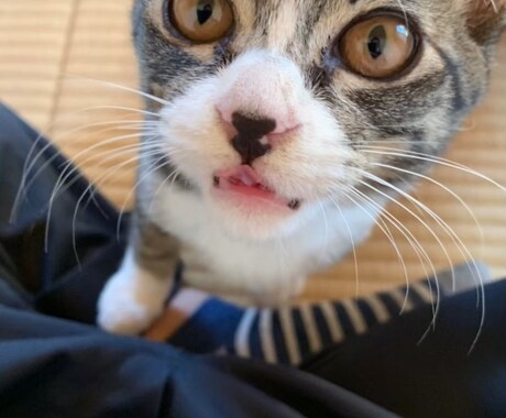 愛猫の日常、提供します cat life♡♡♡   トラ　ゴマ　ムギ イメージ2