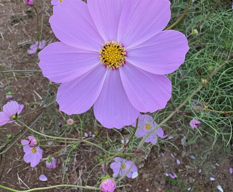 日常の写真を最新iPhoneで販売します 子供風景日常をテーマに撮影します イメージ2