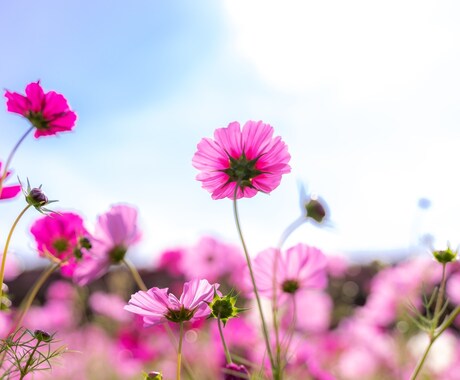 豊かな人生へのお手伝いをします 幸せへの近道を一緒にお探しします！ イメージ1