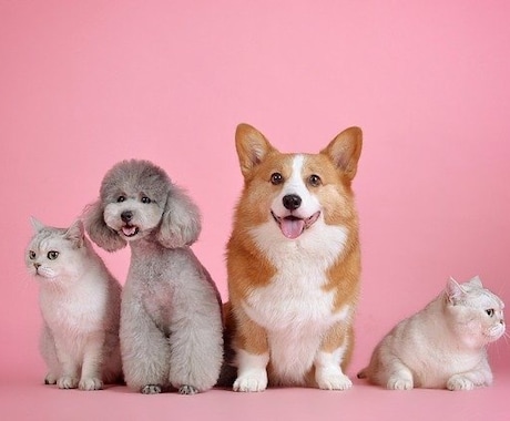 ペットの心の声をカードで紐解き、癒しの光を届けます 「あの子は今何を考えているの？」「本当はどう思っているの？」 イメージ1