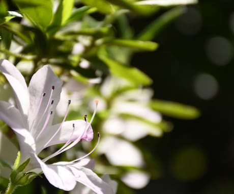 写真撮ります Nikonで写真を撮ります。自然系。 イメージ1