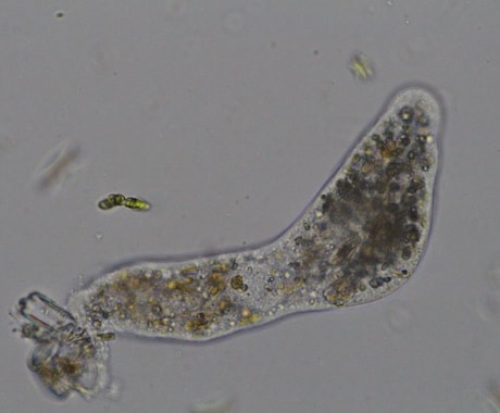 プランクトンの顕微鏡写真を提供します 元生物教師がミジンコやボルボックスの綺麗な写真を撮りました イメージ1