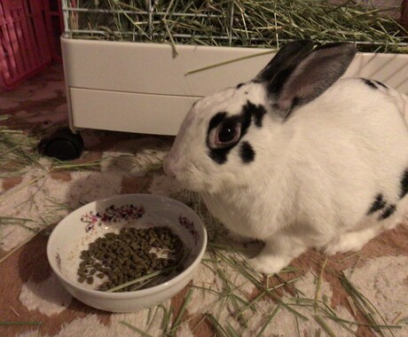 うさぎの飼い方・お世話の仕方を教えます 【選び方、飼い方、費用についてご興味のある方向け】 イメージ2