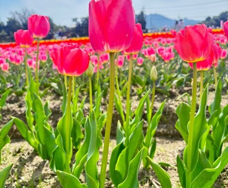 先着5名さま　　心を整える備後弁鑑定（お試し）ます 頑張りすぎとる心に、そっと声をかけます イメージ2