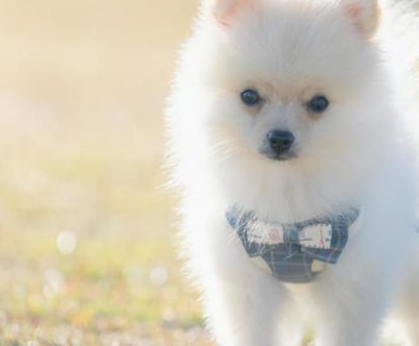 ペット鑑定 | 虹の橋の大事な家族の声を届けます あの子が伝えたい言葉、伝えられなかった思いを私が代筆します。 イメージ2